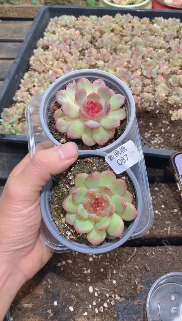087琴心母本 量拍