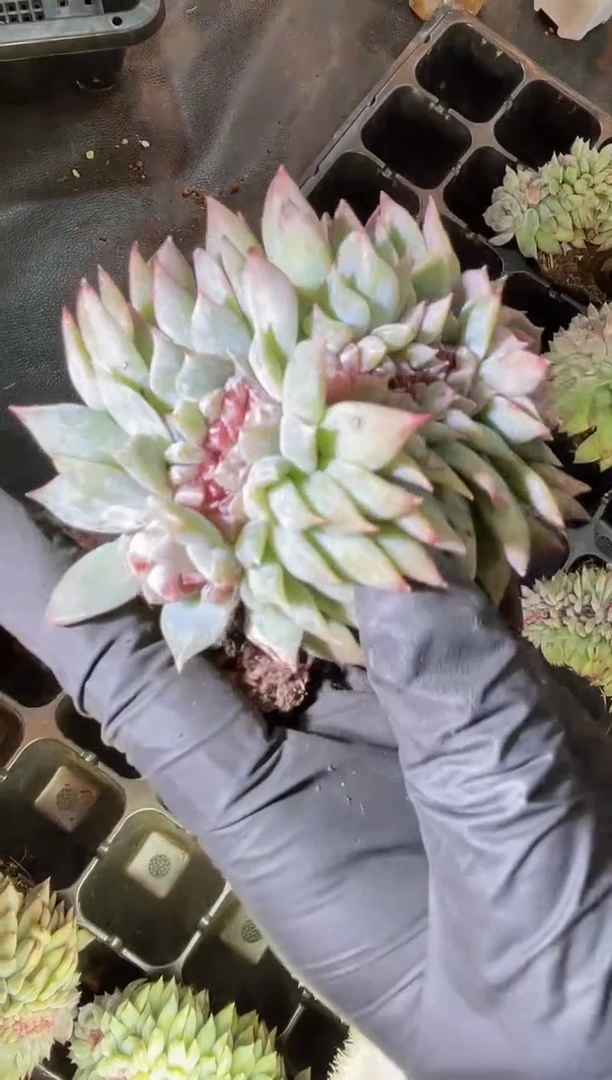 闪购2367 黑金冰魄缀 量拍发一颗