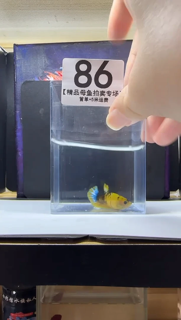 斗鱼母鱼编号：86