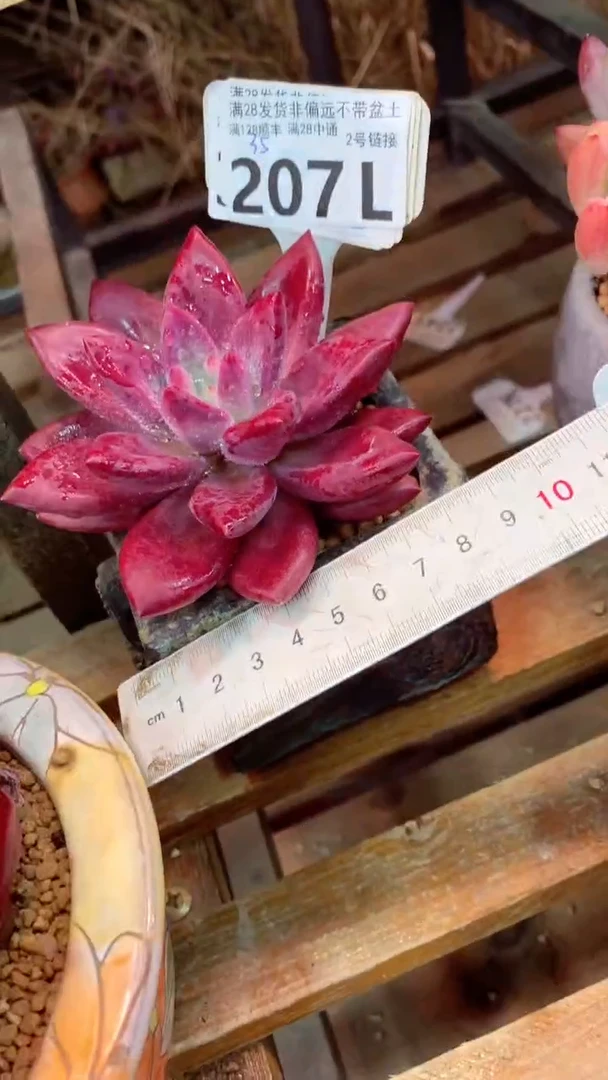 207L（一物一拍，精品多肉，所见即所得 ）