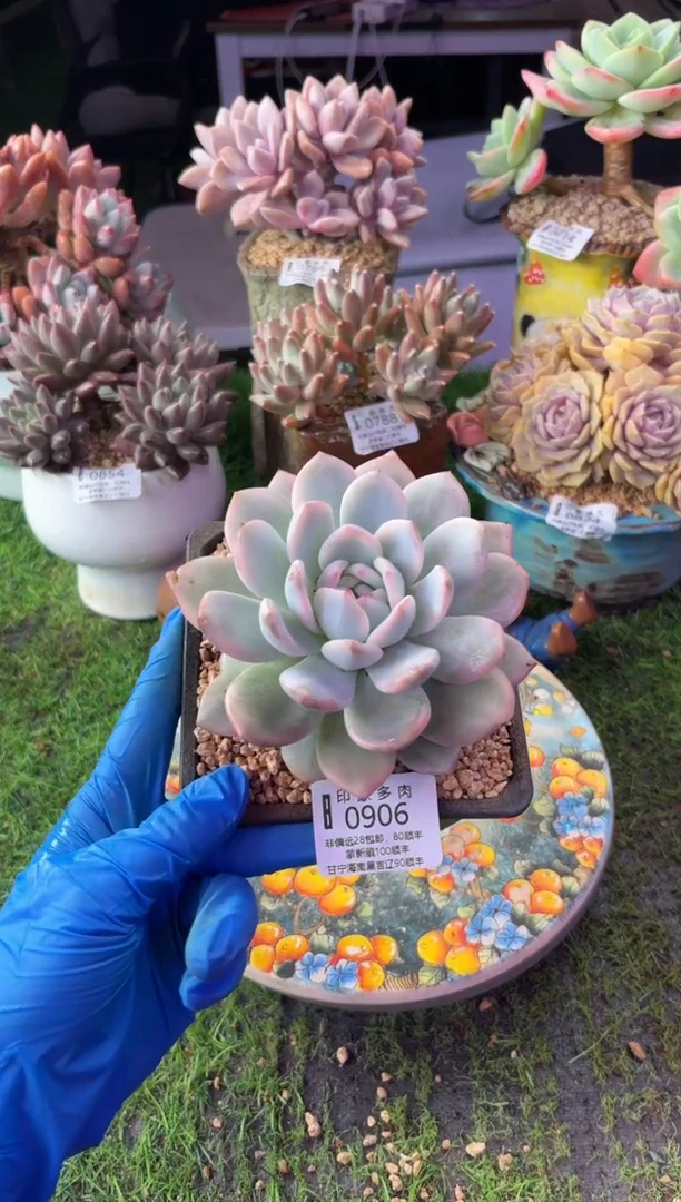 昆明印象多肉0906