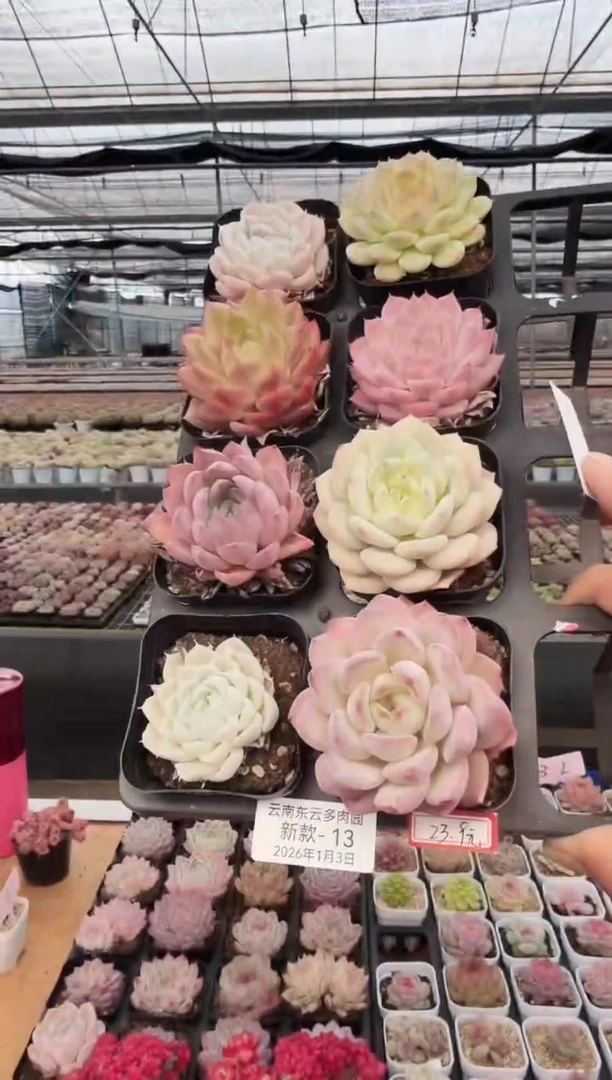 东云多肉园新款-13