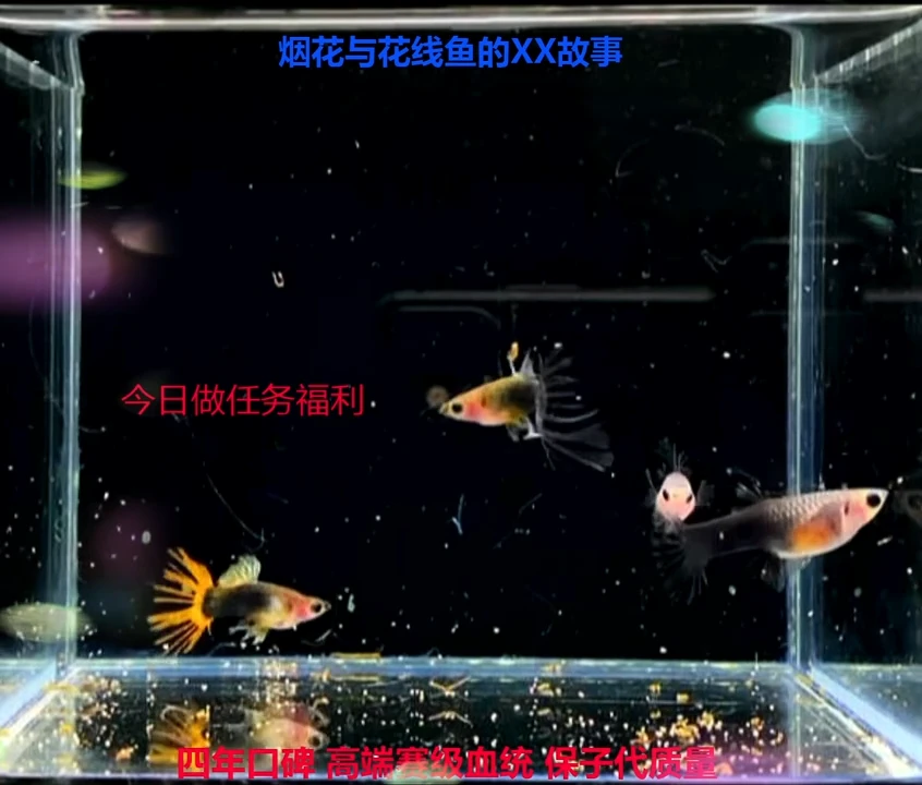 孔雀鱼玻璃冠燕普通体跑红1对加备损