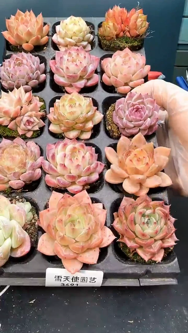 3191    多肉  15 颗