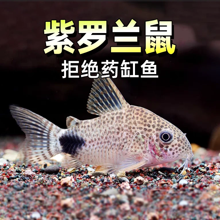 紫罗兰鼠鱼 清洁鱼