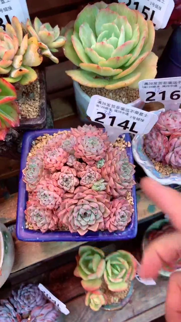 214L(一物一拍实付满28发货，默认不带盆土）