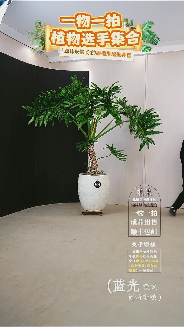 无花朵微****️大老桩龙鳞春羽连盆种好栽好一整套送货上门