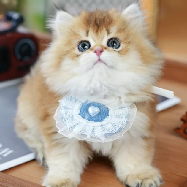 【杠杠萌宠】宠物活体猫咪链接