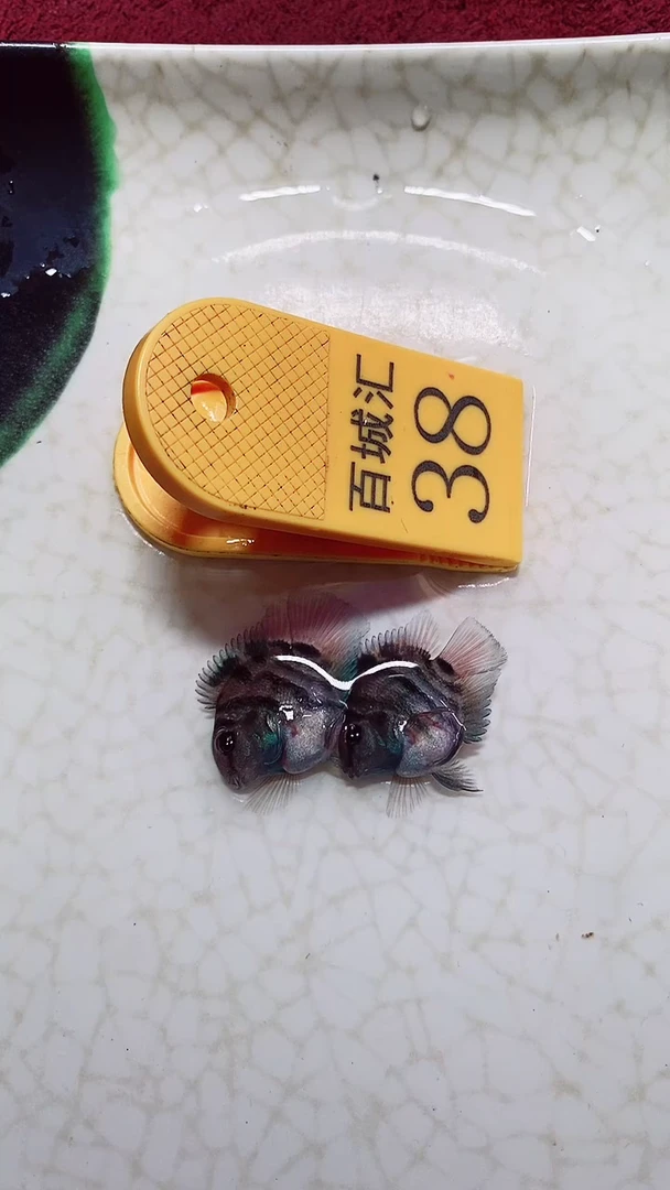鹦鹉鱼9999999999