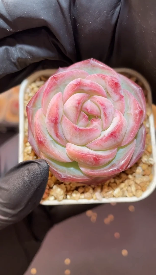 闪购983 阿修罗多肉一颗  4厘米