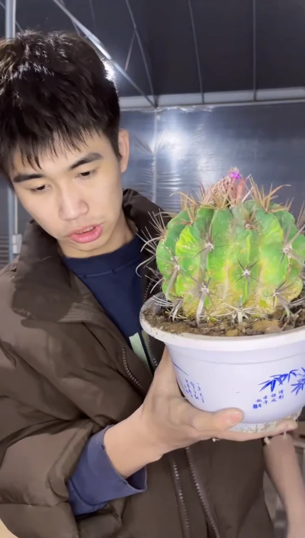 【闪购商品】实生根 超大 日出