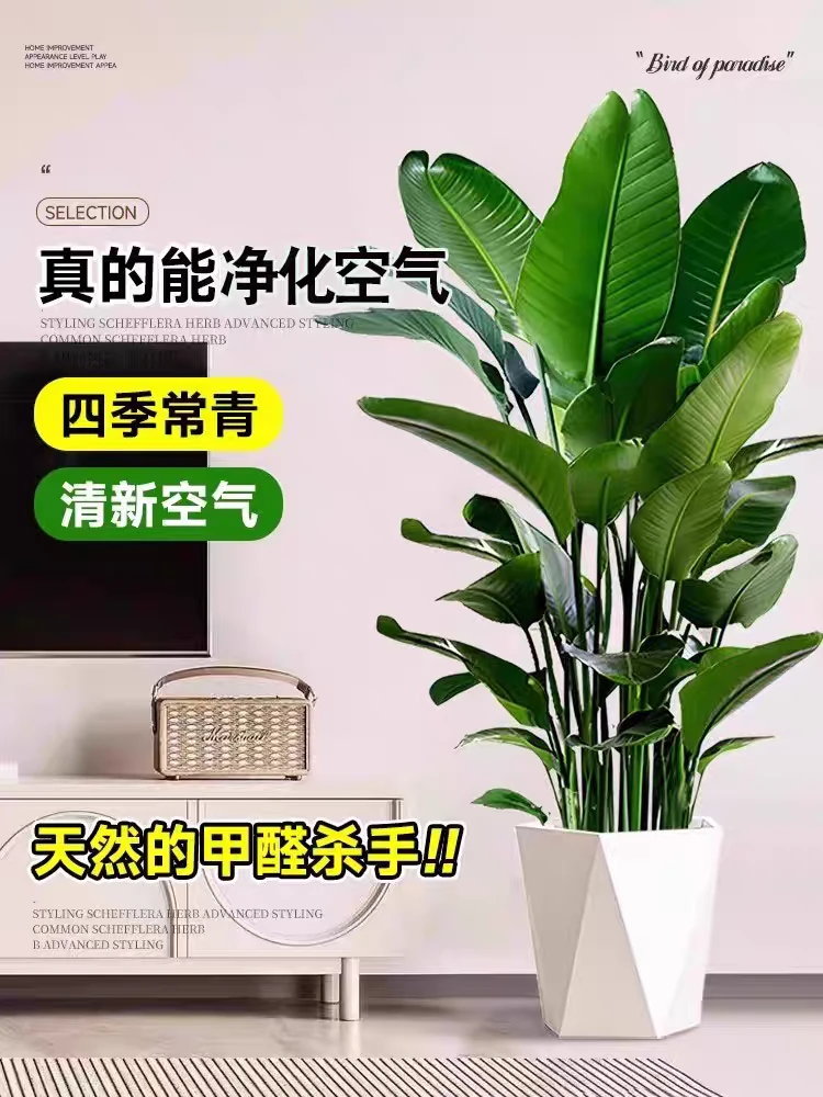 【送货上门】1.1米-1.3米A级天堂鸟盆栽室内绿植净化空气好养活