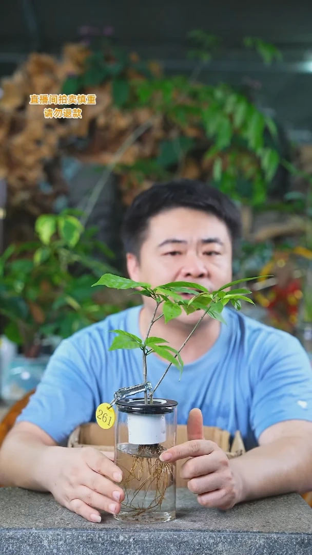 当前无花栽培后可以开花261垂丝茉莉T
