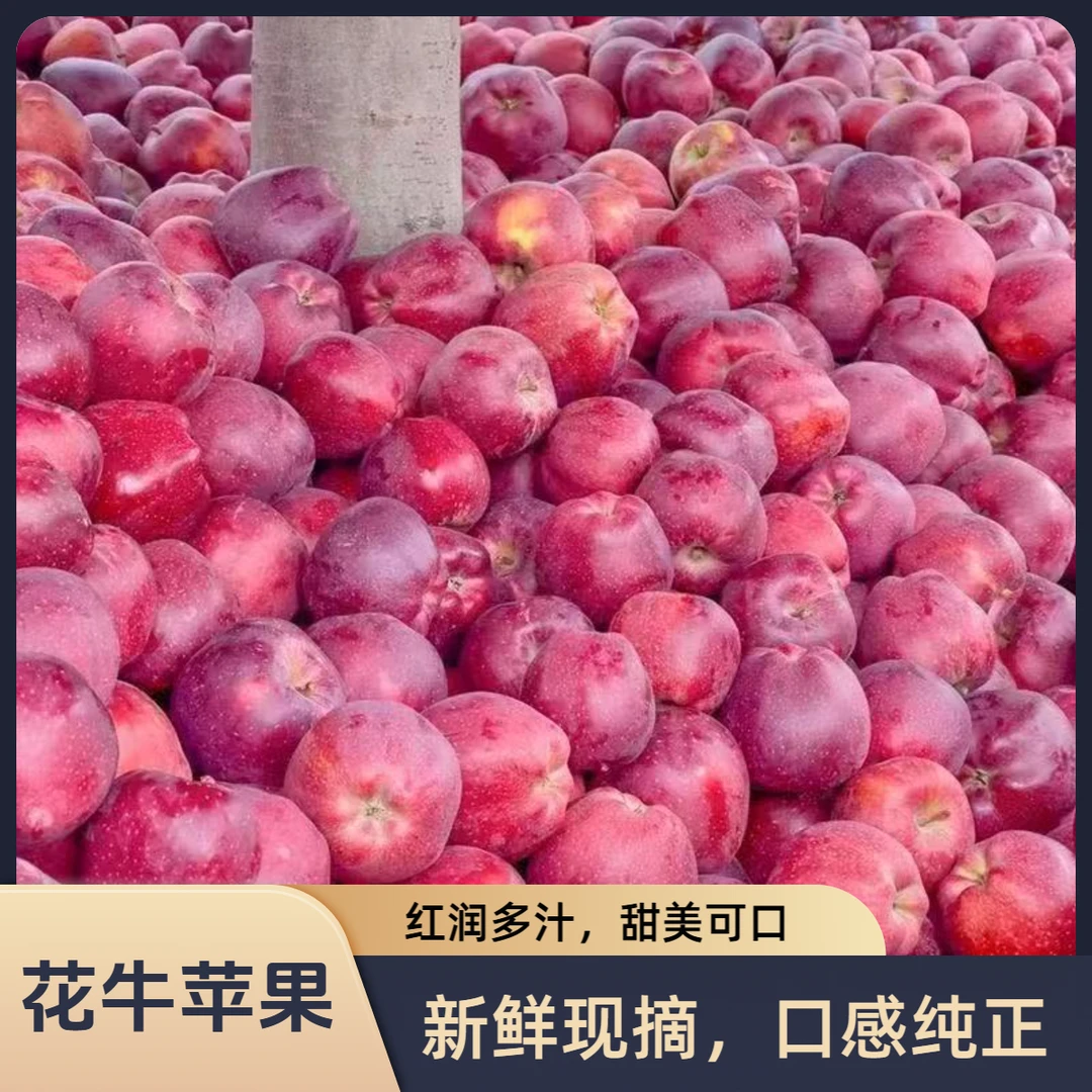 【可粉可脆】甘肃花牛苹果圆果粉脆新鲜水果【汤家限定】
