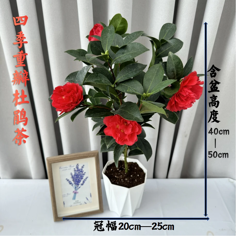 四季茶花夏日七星四季开花四季常绿红色重瓣大花室内阳台庭院盆栽