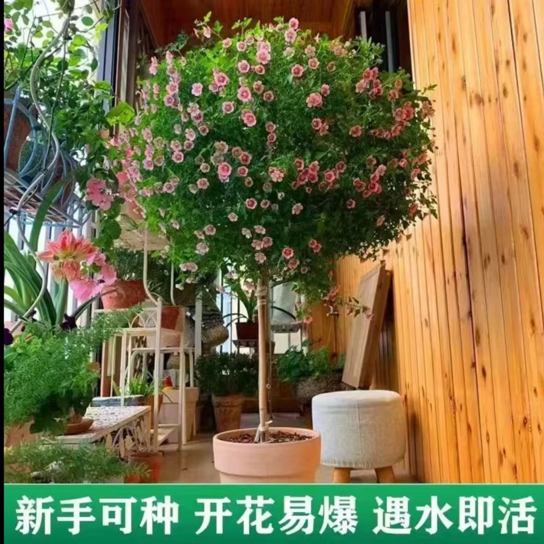【高80-100CM】小木槿独杆四季开花绿植棒棒糖大绿植耐热带花苞发货