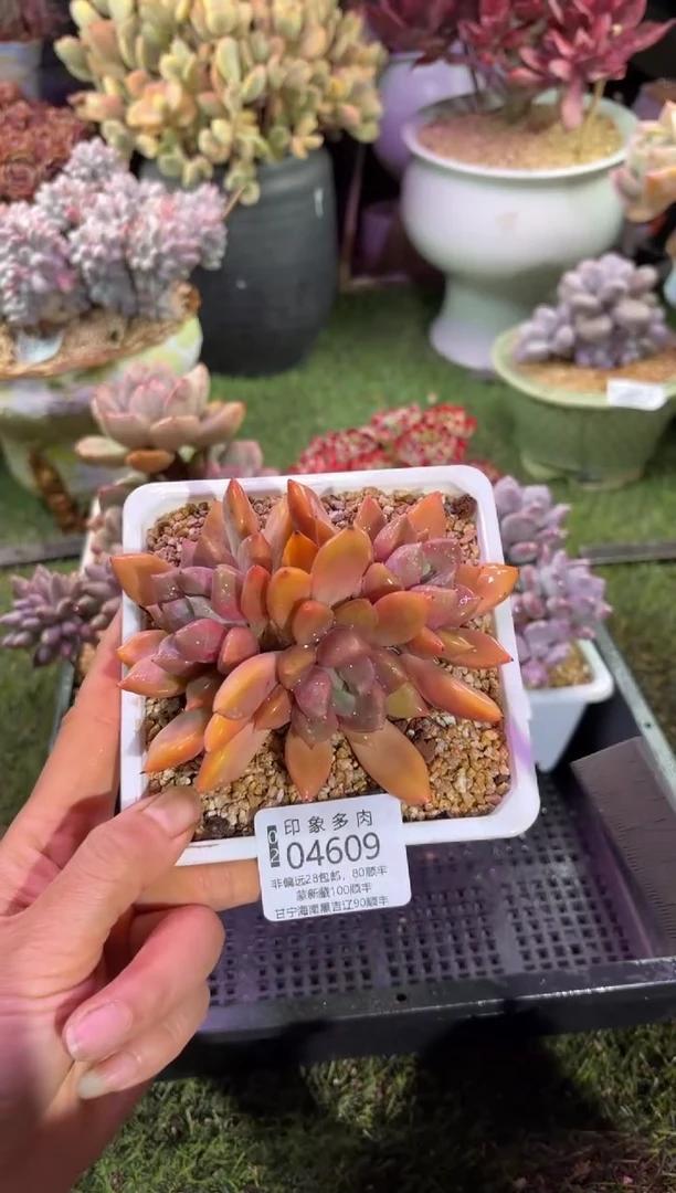 【闪购商品】04609