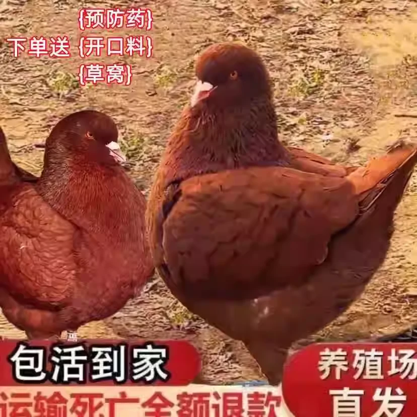 特大巨型纯种元宝鸽大体正宗观赏鸽肉鸽活体一对活物公斤鸽包邮活