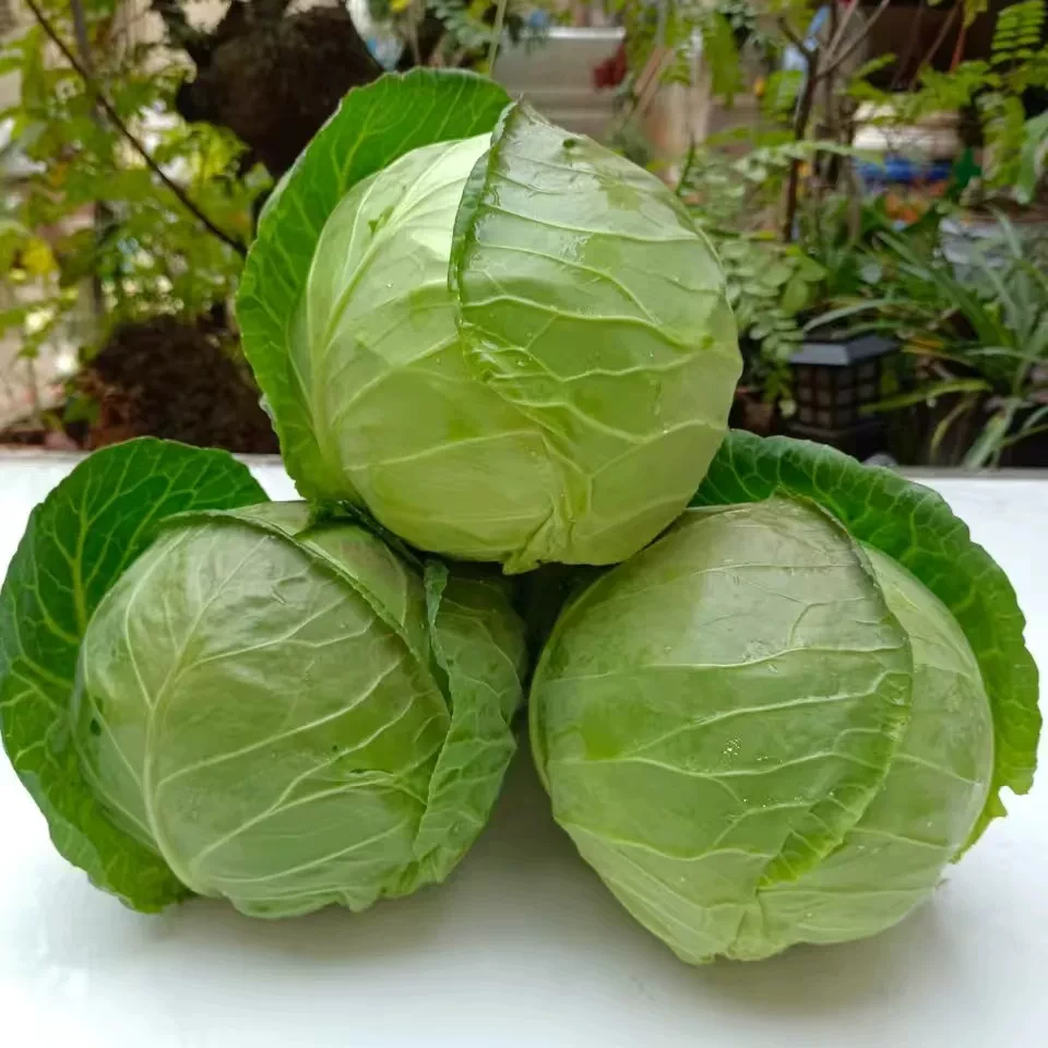 大连溯源圆中甘蓝3斤菜京东送货上门