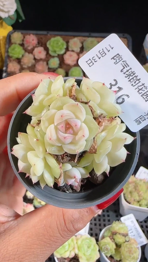 1113-316群生不包整