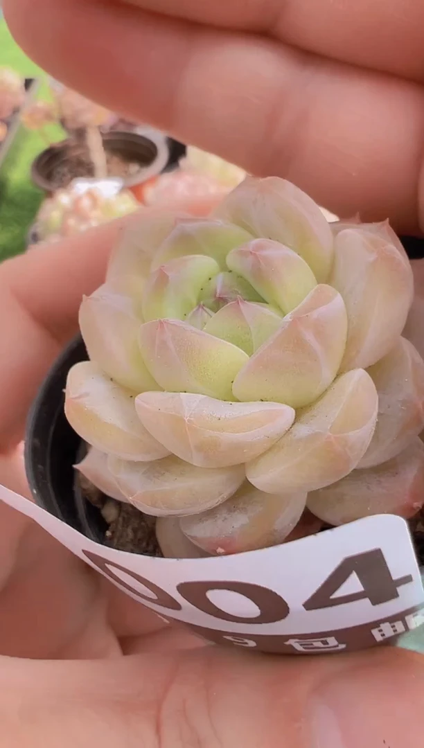 【闪购商品】信福多肉一物一拍