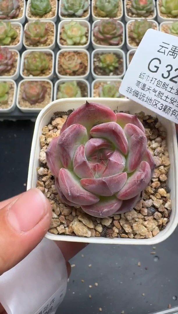 325G云禹多肉植物 脱土纸巾打包 3颗包邮