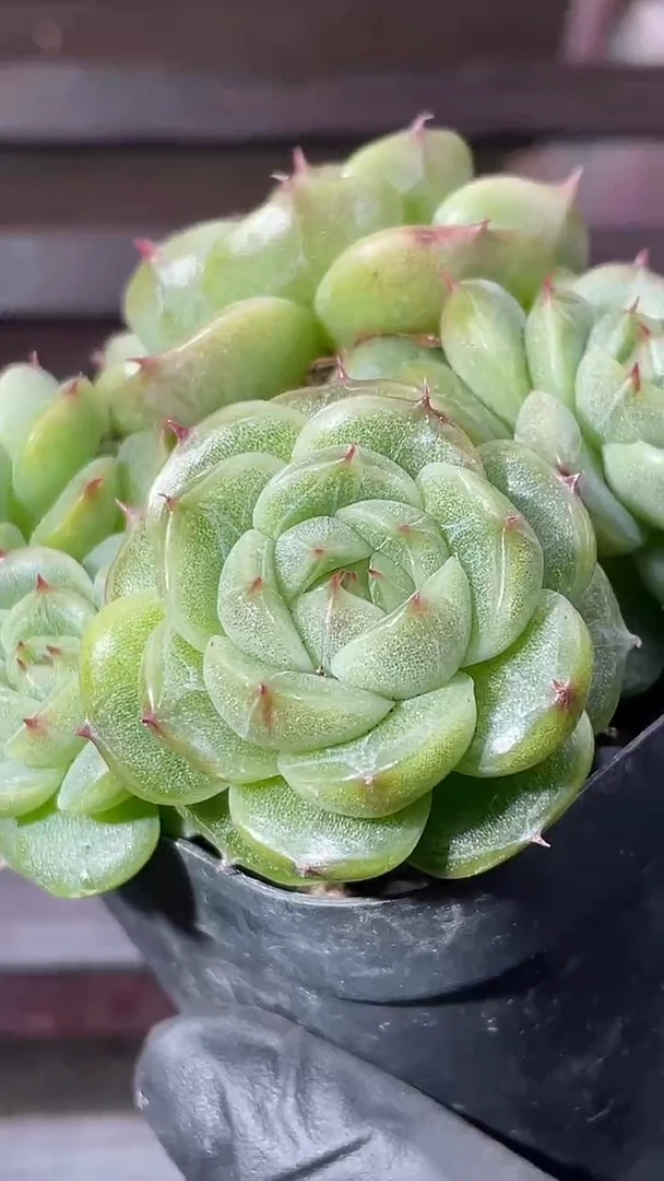 37-98 翡T1 5-6厘米不包整散量拍发一颗