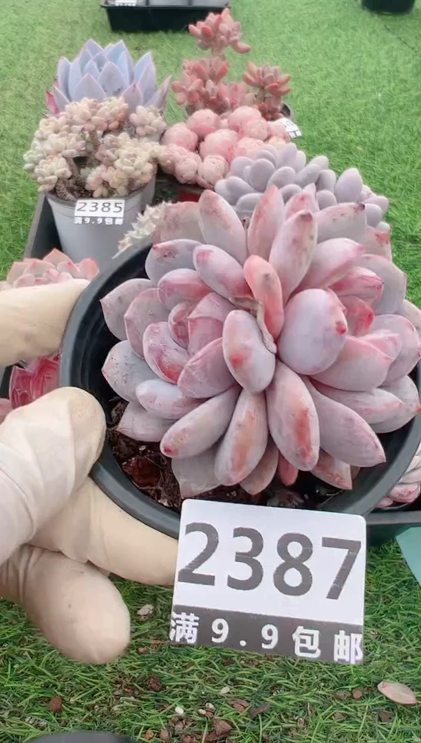 【闪购商品】信福多肉一物一拍