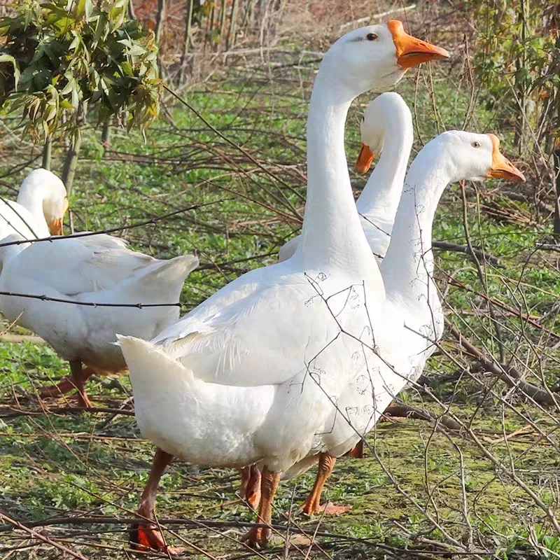 【顺丰】农村散养两年大鹅二十四一斤