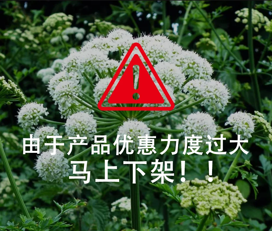 【拍一发三】东当归植物原液-升级版5.0 柔顺养护
