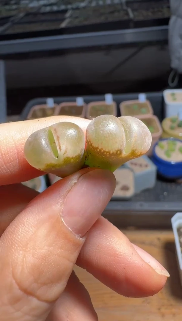 【闪购商品】2/4-397