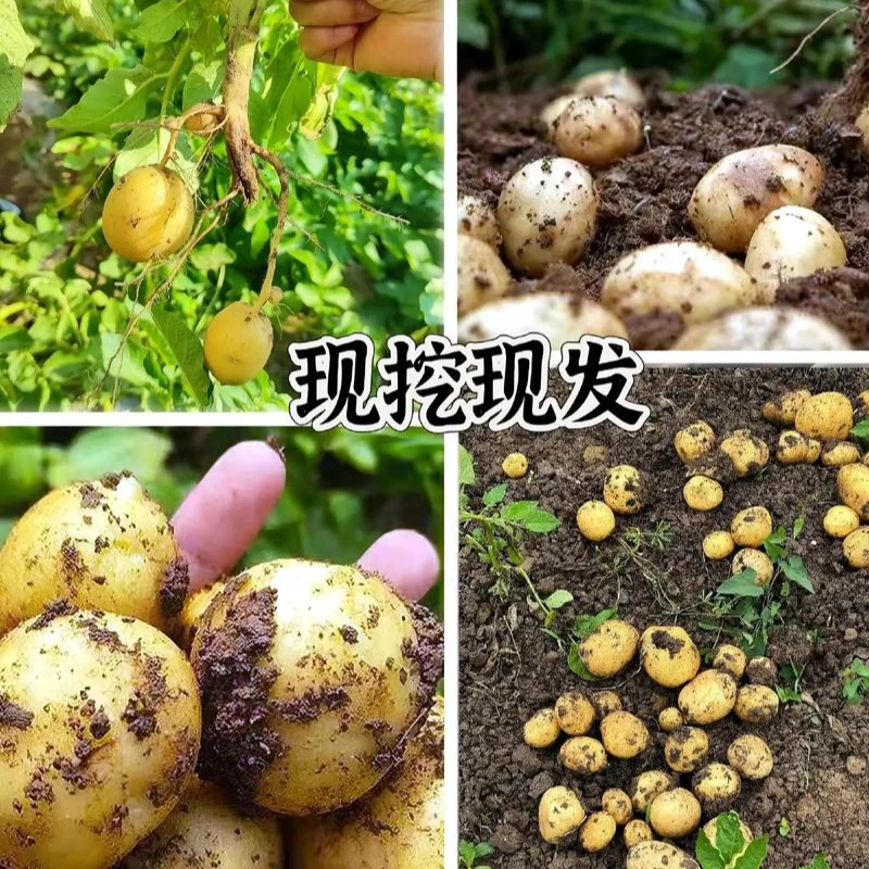 湖南怀化黄心土豆农家种植马铃薯农家生态健康美味洋芋