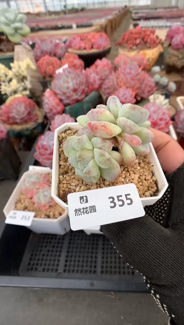355冰玉锦一物一拍