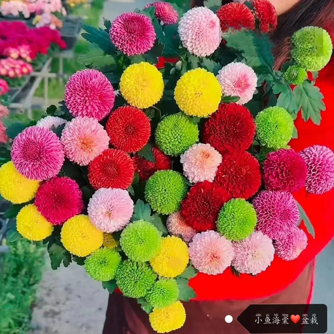 四季开花七彩色乒乓菊云南鲜花盆栽带花苞阳台客厅花卉好养易活