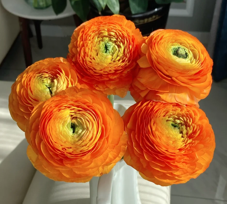 【云花出滇】橙色洋牡丹  生活鲜花  昆明基地直发