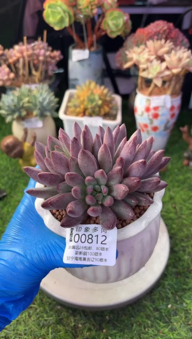 昆明印象多肉00812