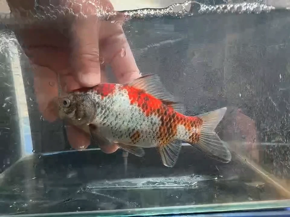 金鱼短尾草金专拍链接110