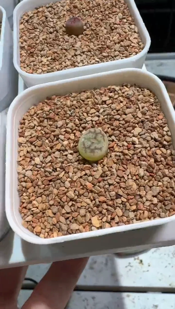 23-222多肉植物肉锥杂交一颗