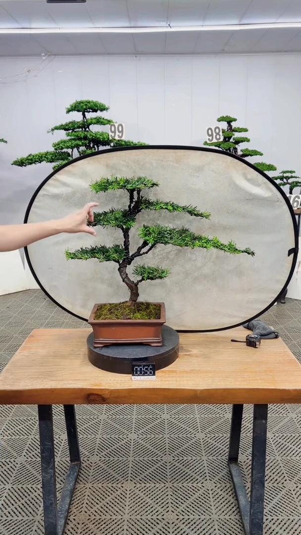 无花朵造型盆景一物一拍
