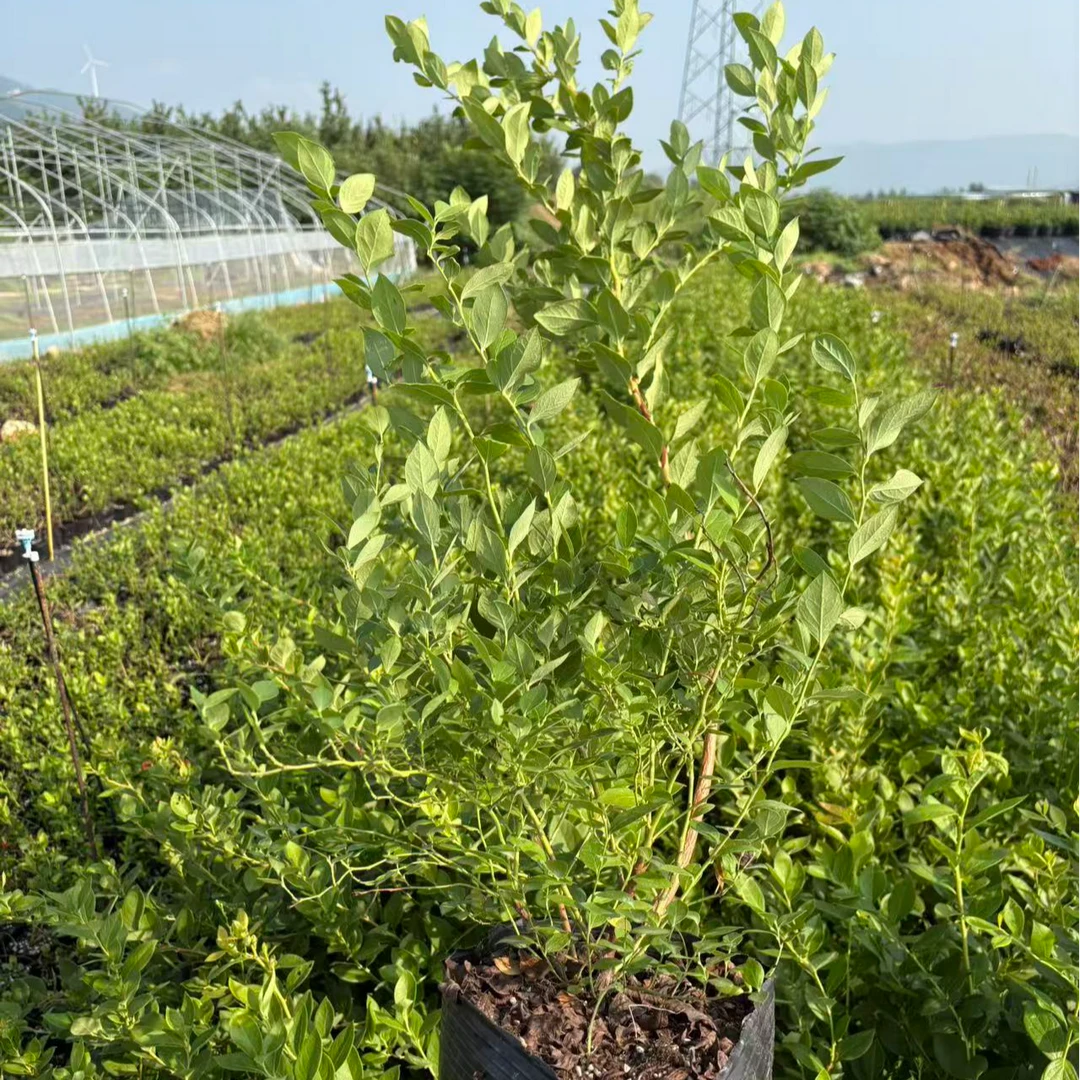 新品1702 T3 德雷铂特大钵苗纯甜无酸特大果脱毒阳台蓝莓果树盆栽