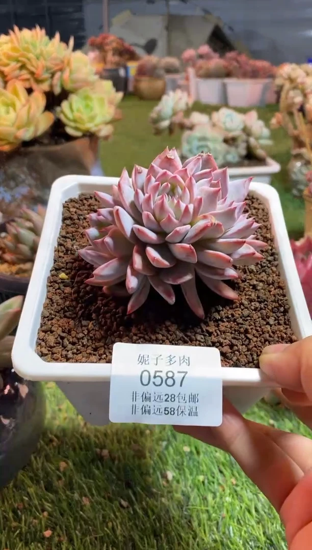 【闪购商品】0587a