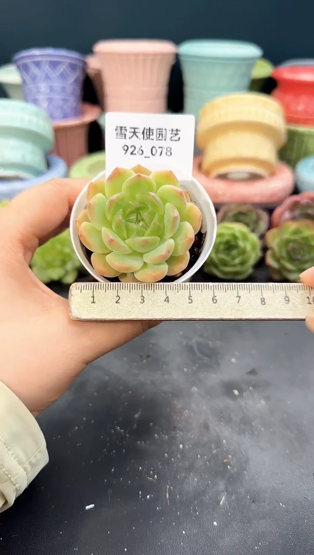 926-078青山（冠幅5cm）