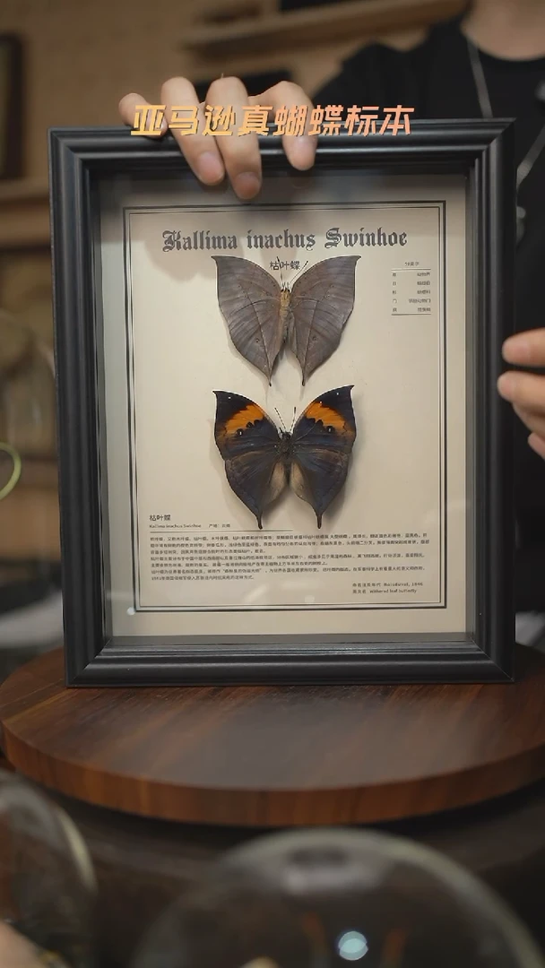 枯叶蝶正反两只中文版10寸欧式框