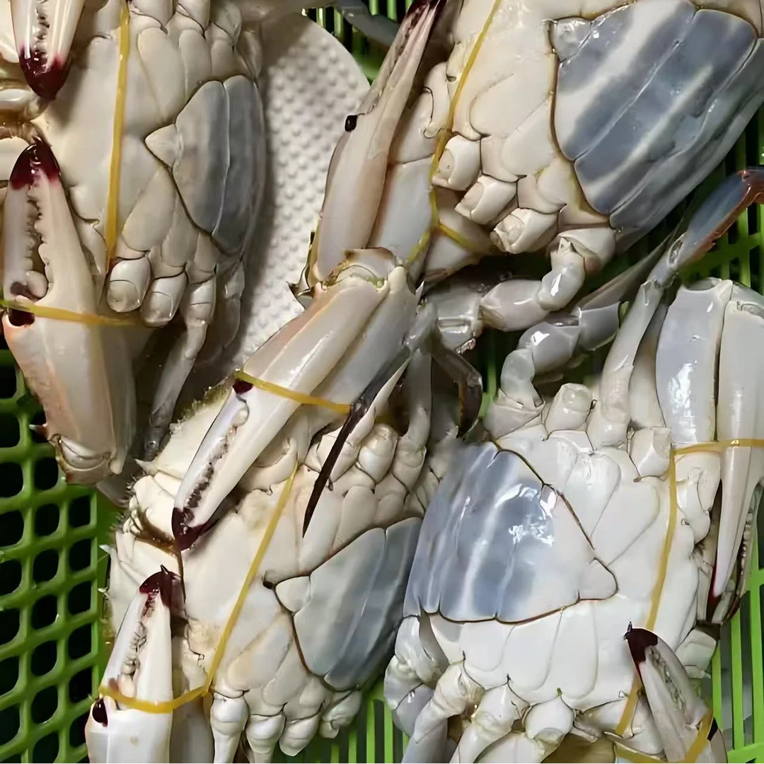 【保鲜不保活】大肉母蟹没籽3-5两一只3斤起拍