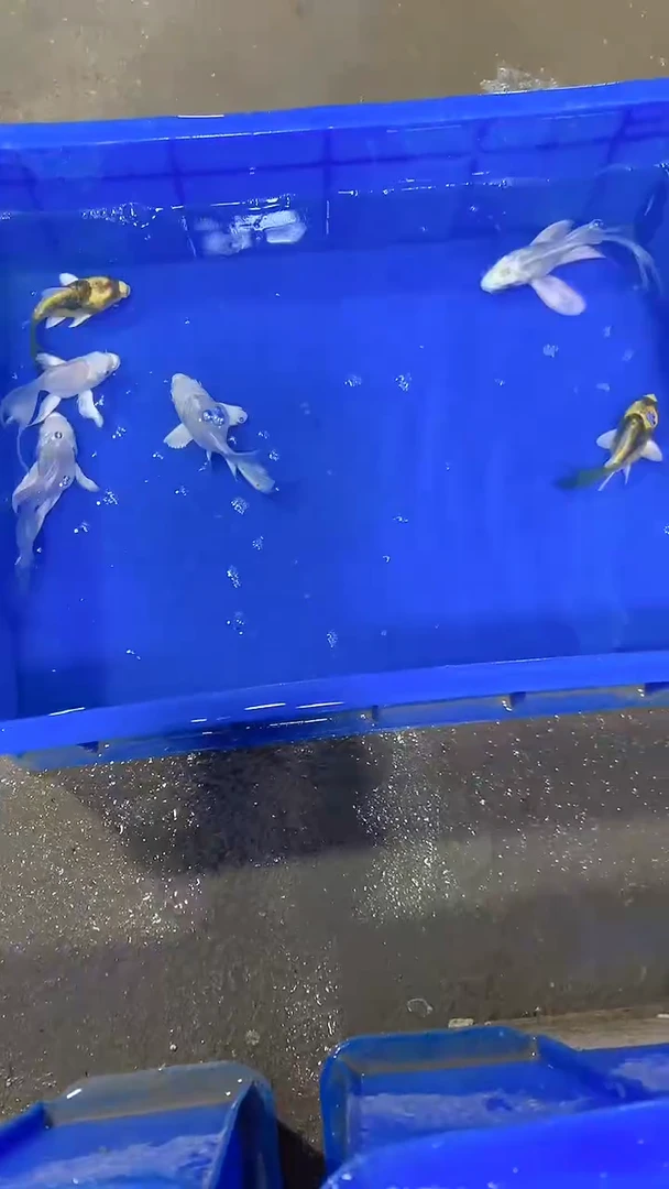 蝴蝶鲤白*水蝴蝶鲤直播选鱼专用链接