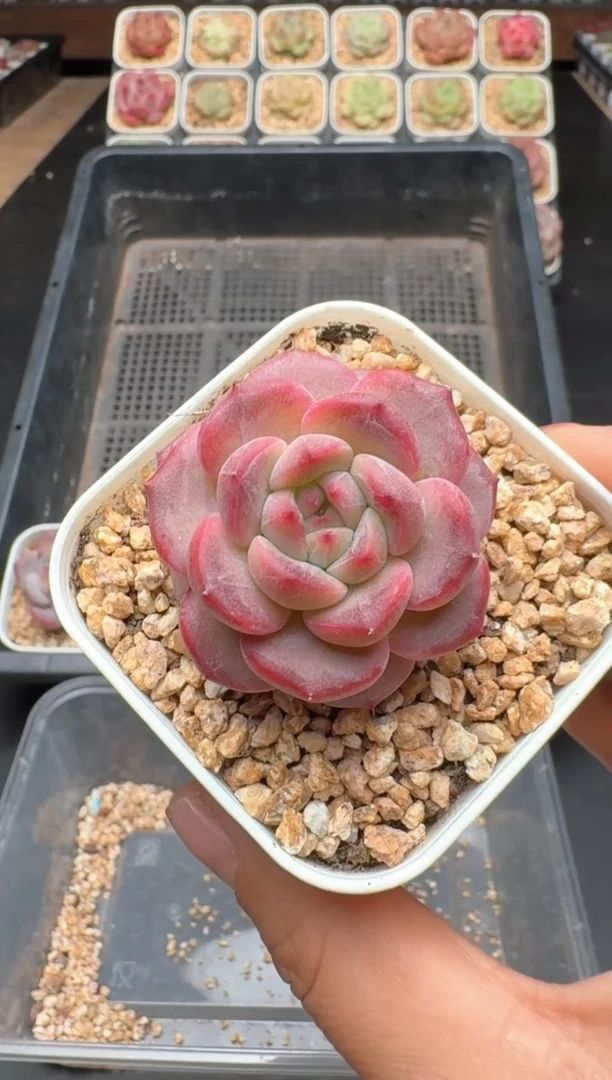 【闪购商品】453C物拍多肉带盆土6.5杯拍3颗包柚