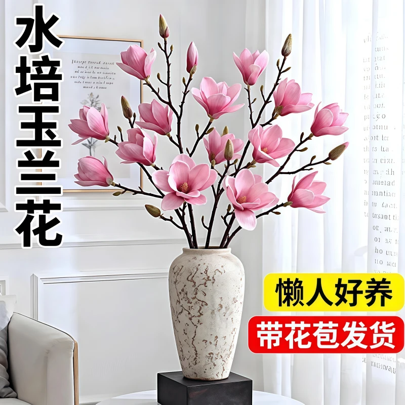 玉兰花鲜切现发水培植物带花苞水养鲜花卉室内耐寒好养