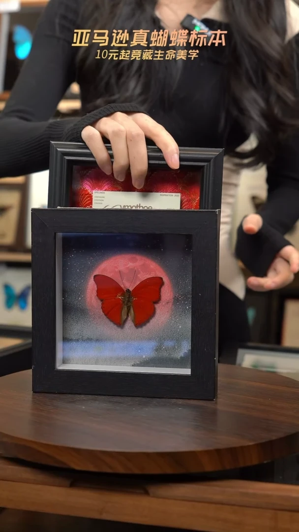 血漪蛱蝶6寸黑色方框红日款