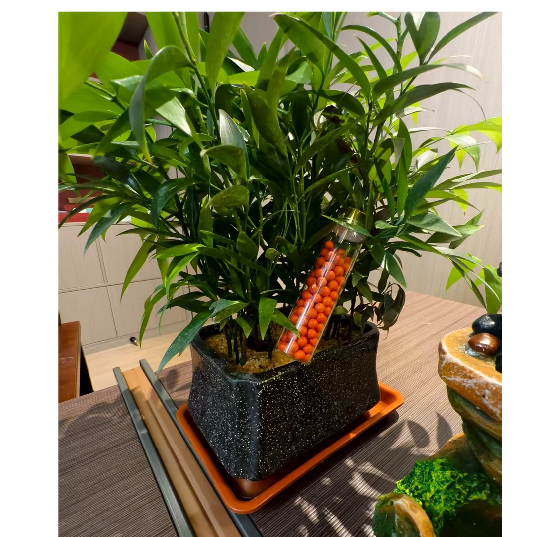 古神金微循环扶阳丹地龙蛋白干姜食丸颗粒