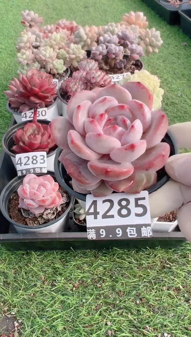 【闪购商品】信福多肉一物一拍